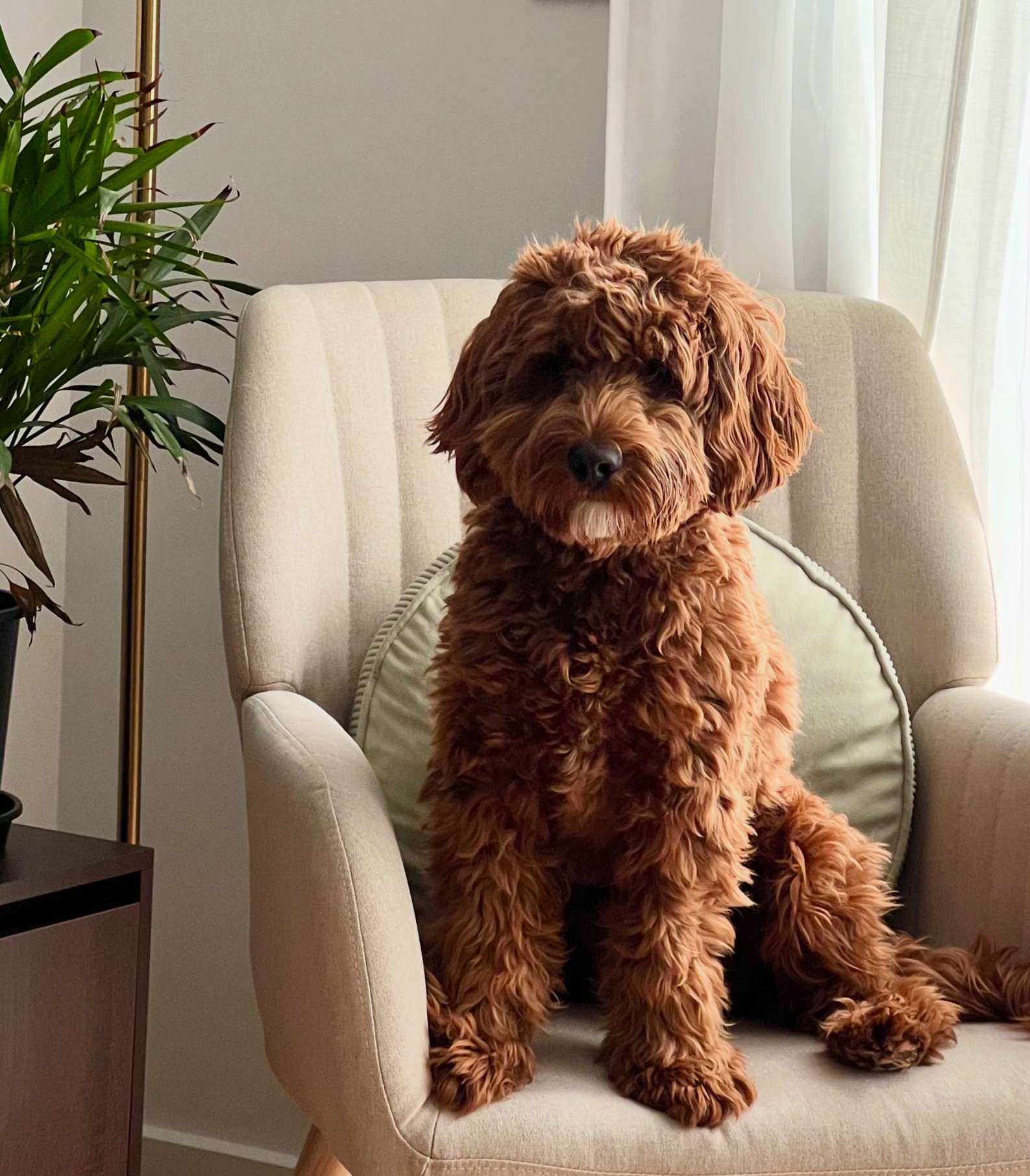 image of a pet training class for a pet store