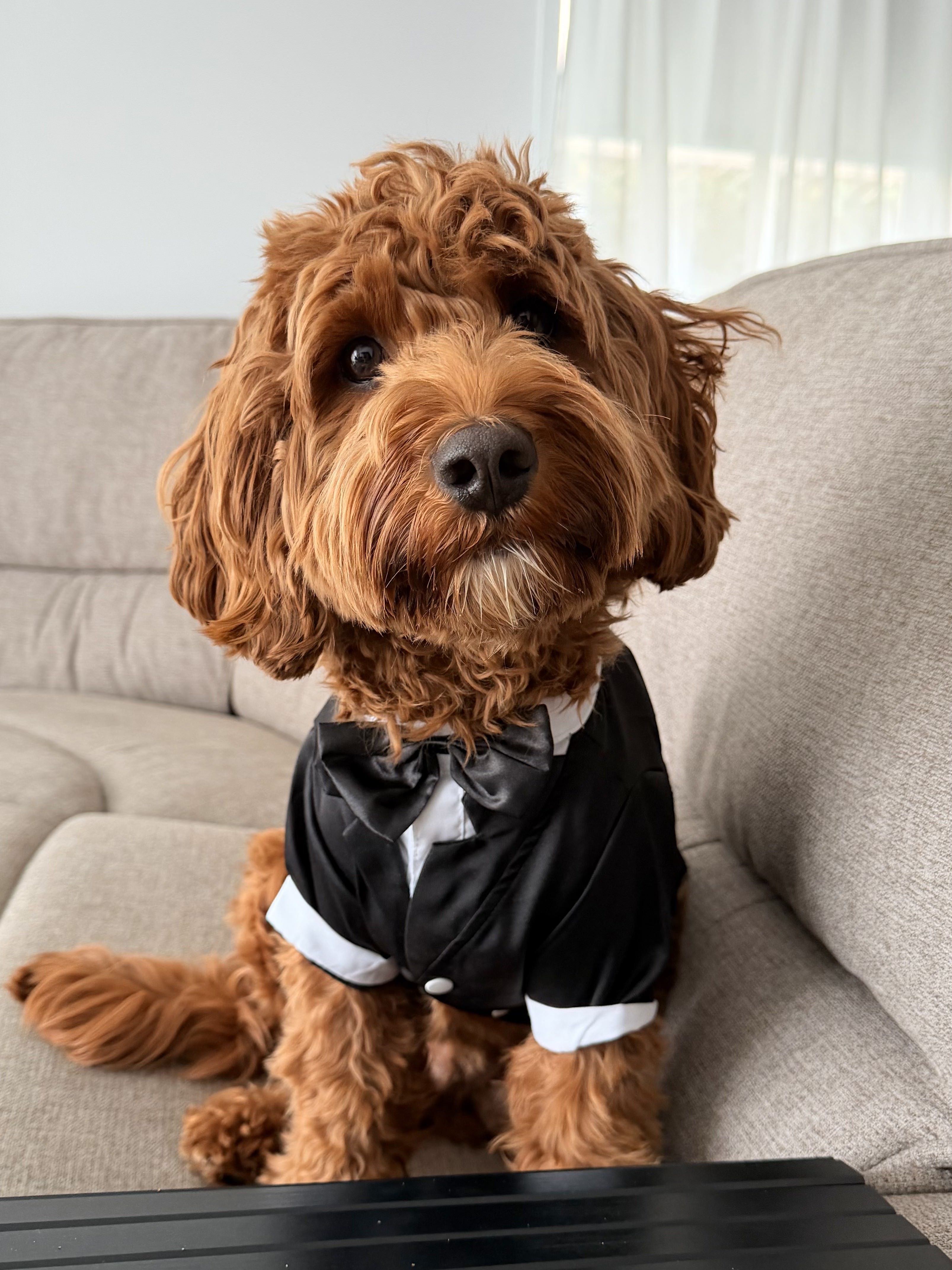 image of a dog being groomed in a serene natural light setting